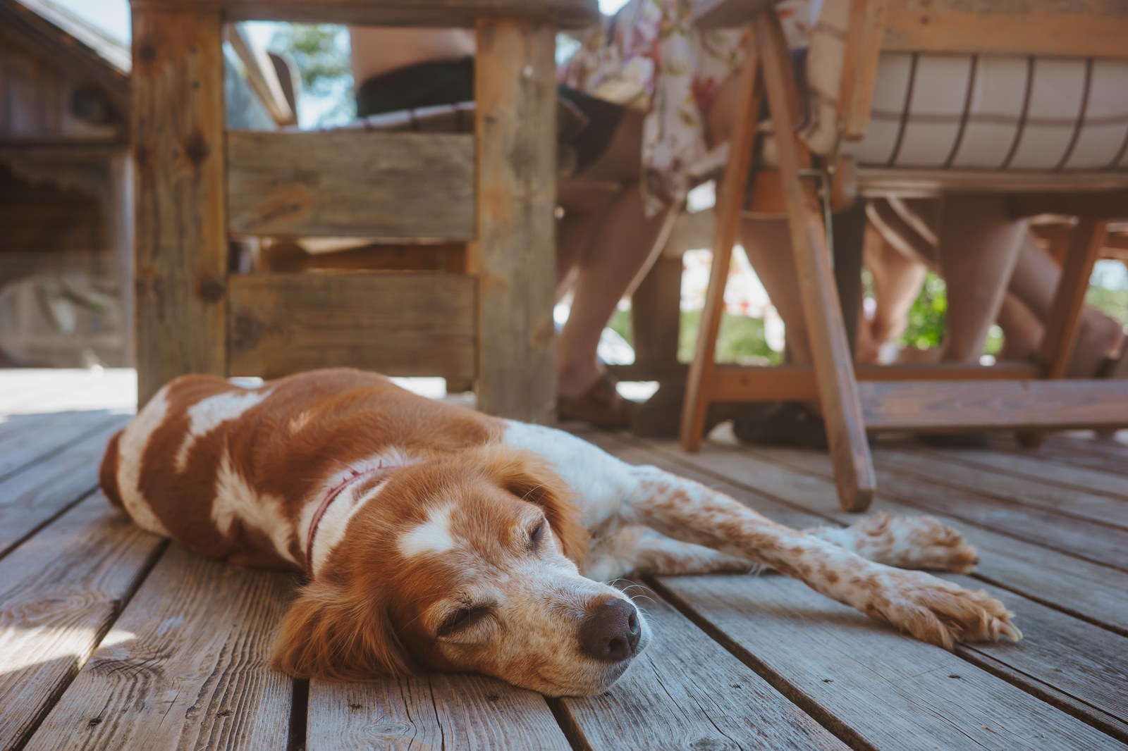 En hund sover i sola på terrassebordene på plattingen.